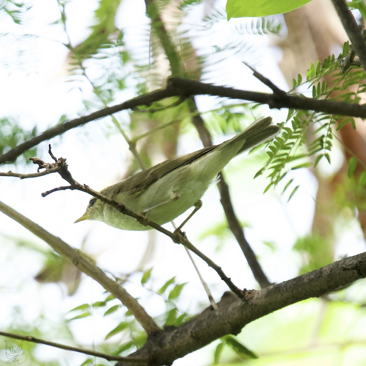 Blyth's Reed Warbler - Nachiket Likhite