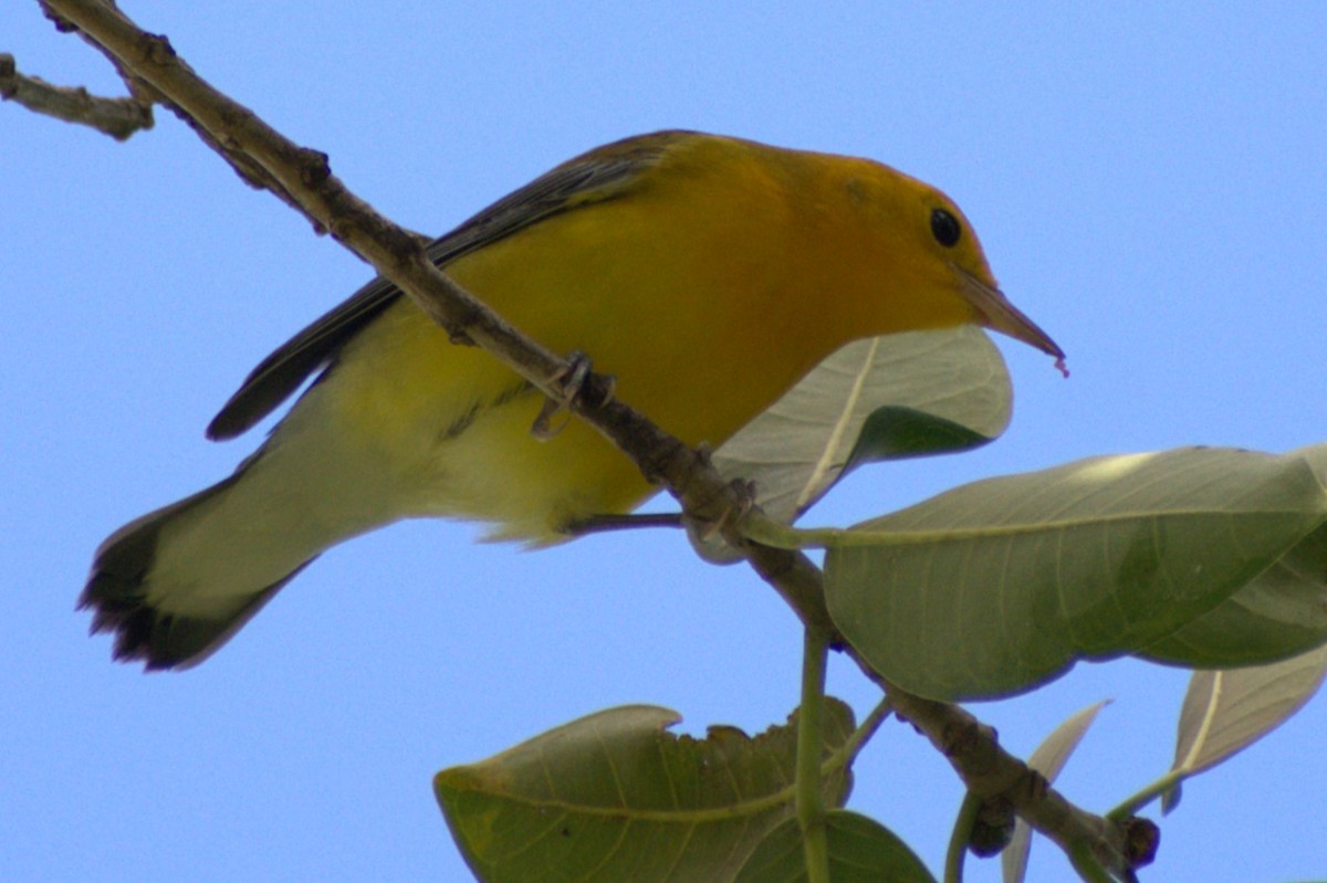 Prothonotary Warbler - ML623432297