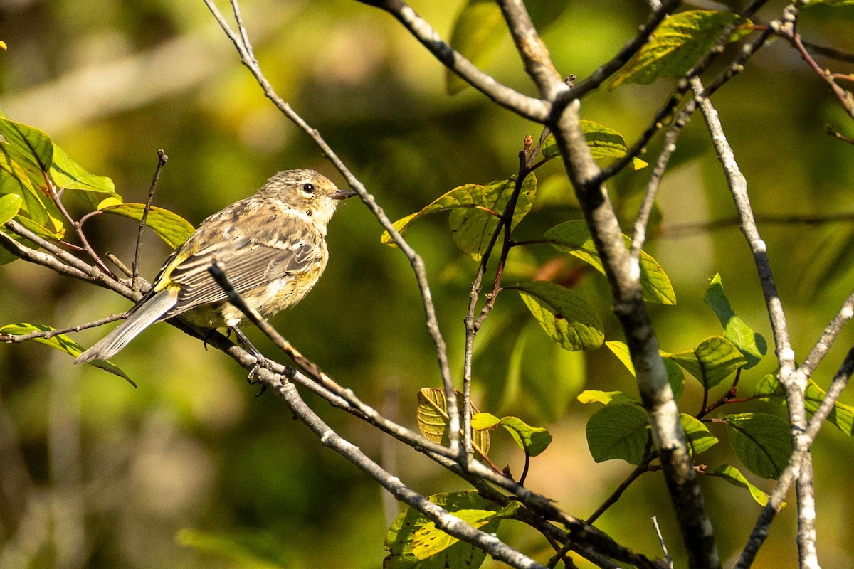 Yellow-rumped Warbler - ML623432414