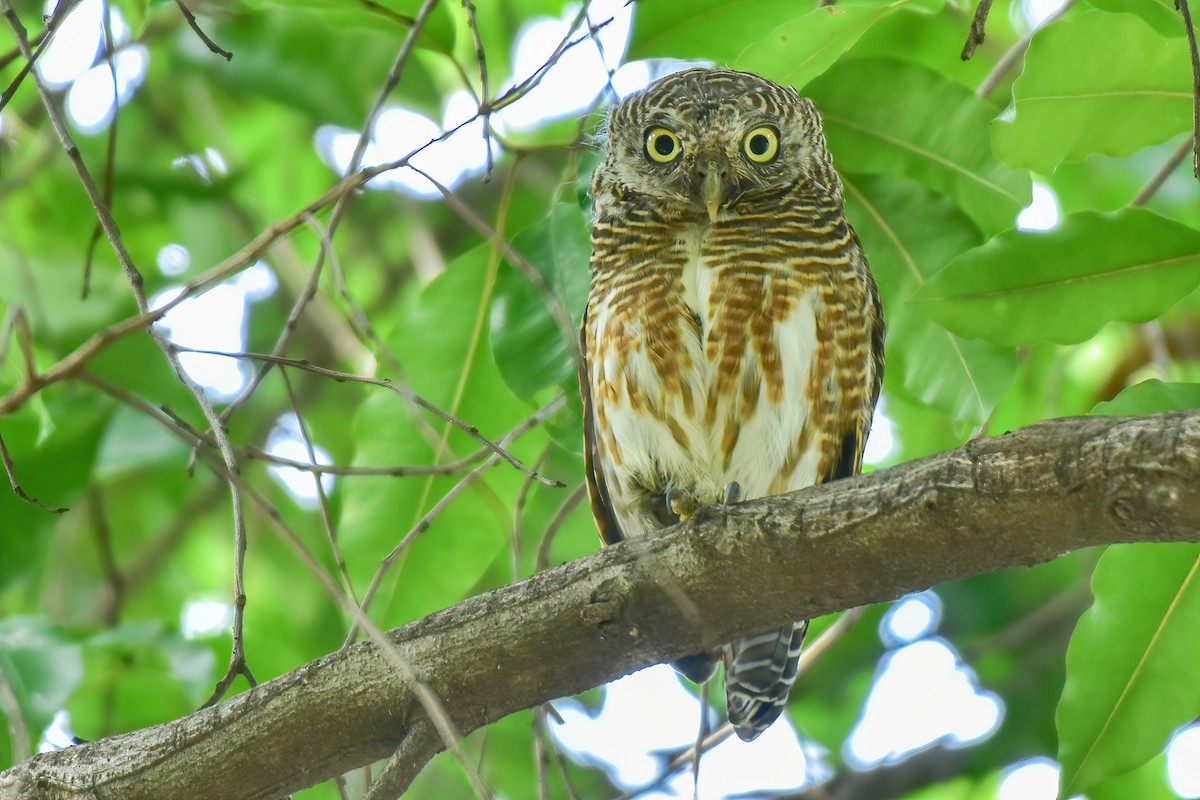 Asian Barred Owlet - ML623432472