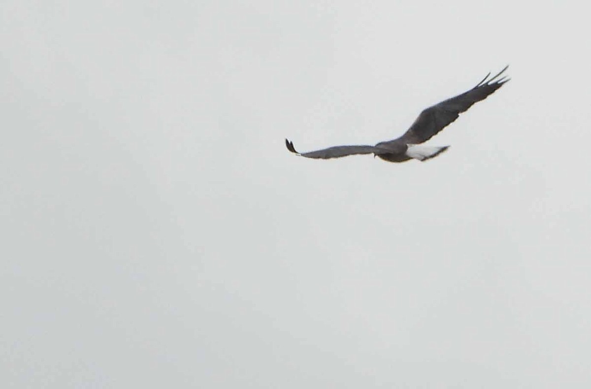 White-tailed Hawk - ML623432526