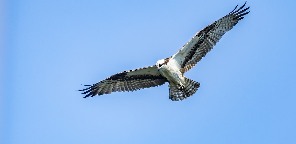 Osprey - ML623432673