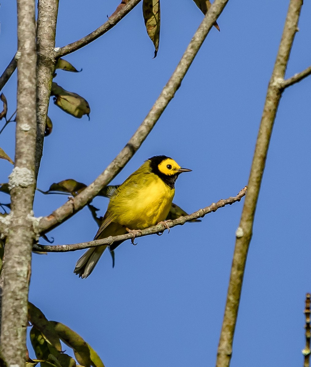 Hooded Warbler - ML623432681