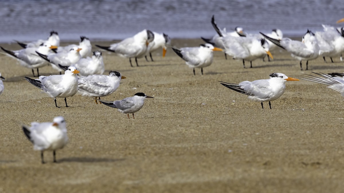 Roseate Tern - ML623432688