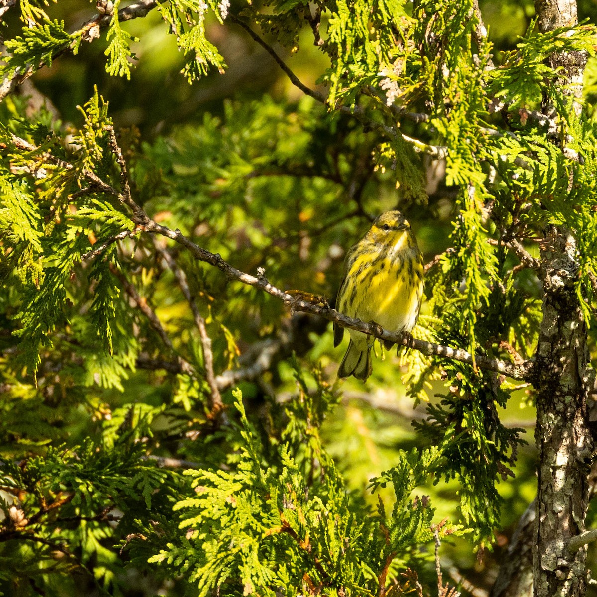 Cape May Warbler - ML623432701