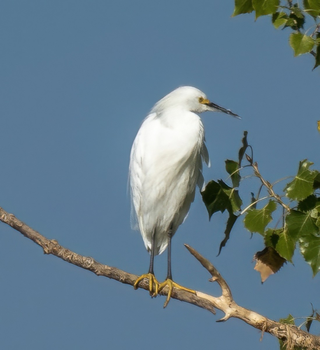 Snowy Egret - ML623432708