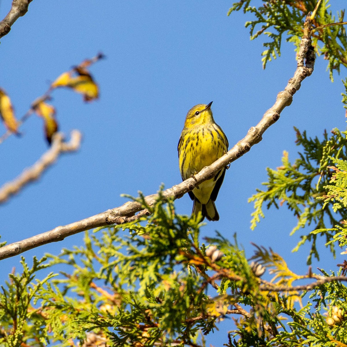 Cape May Warbler - ML623432714