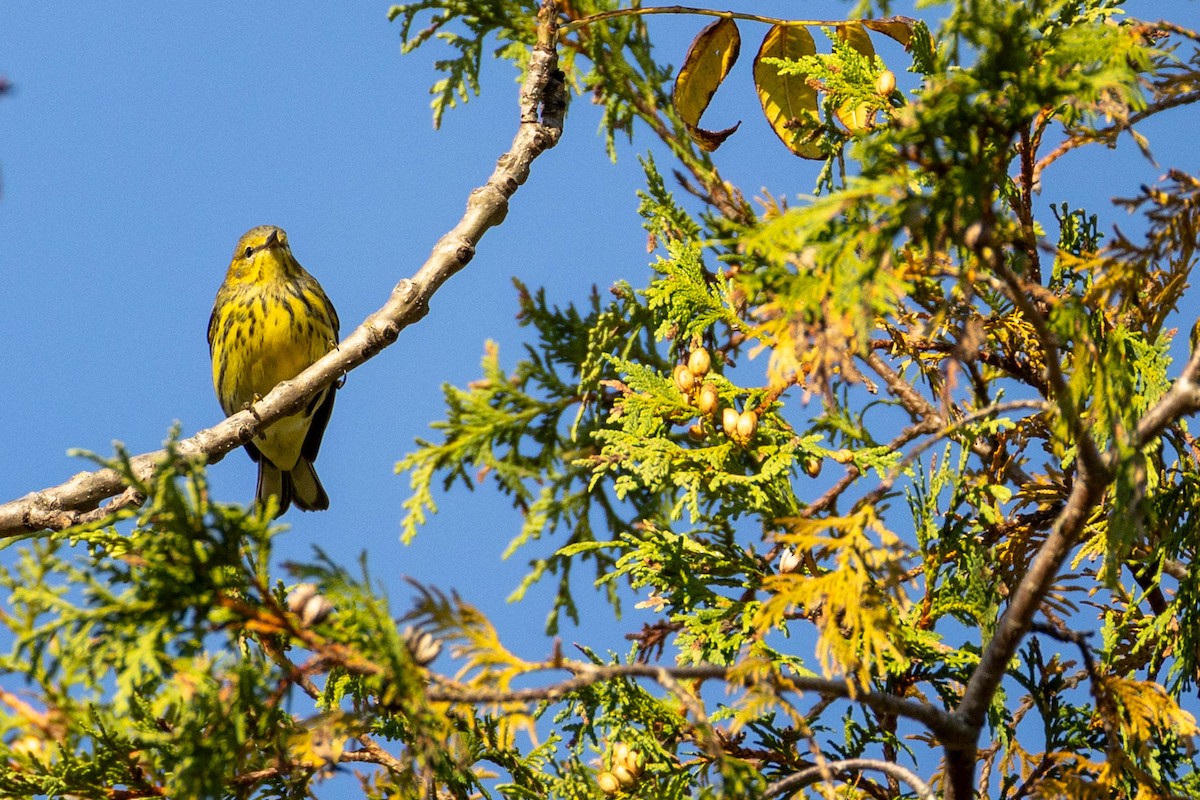 Cape May Warbler - ML623432715