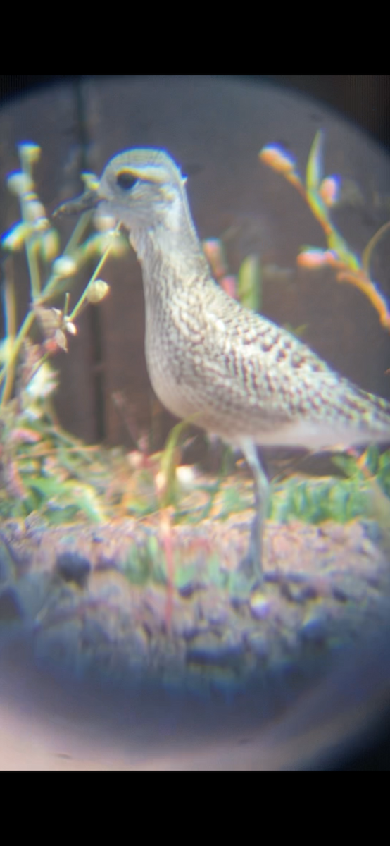 American Golden-Plover - Bill Howe