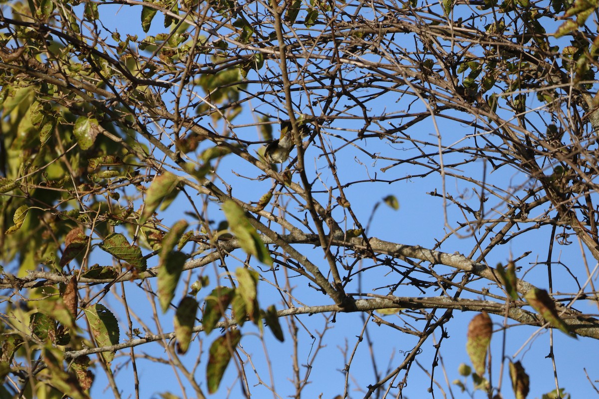 סבכון חכלילי - ML623432730