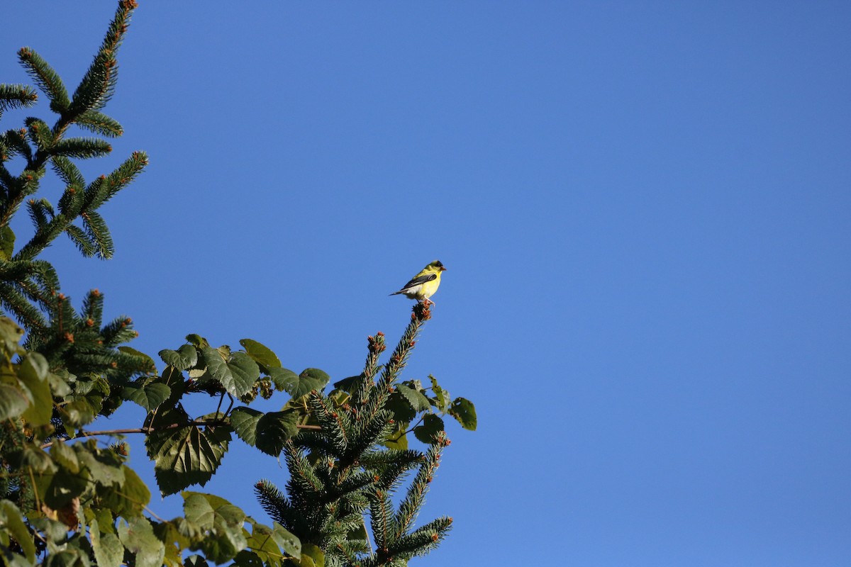 American Goldfinch - ML623432751