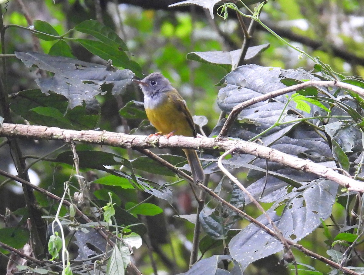 Gray-headed Canary-Flycatcher - ML623432762