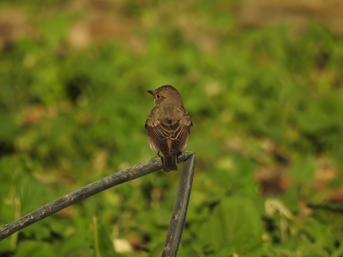 Spotted Flycatcher - Irvin Calicut