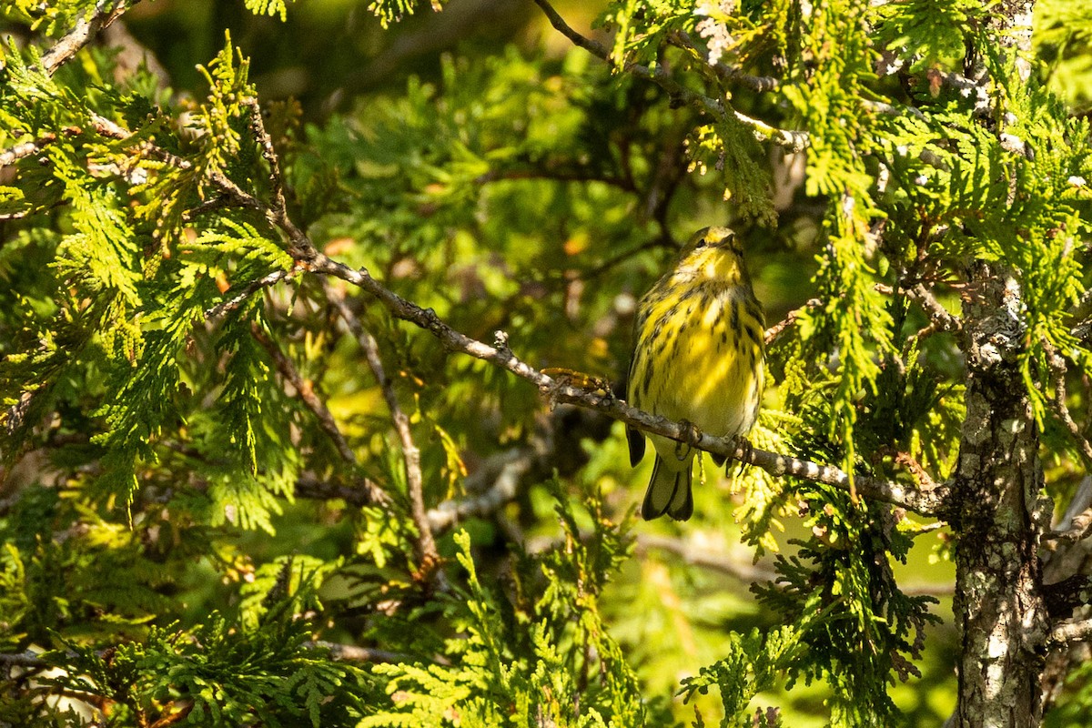 Cape May Warbler - ML623432773