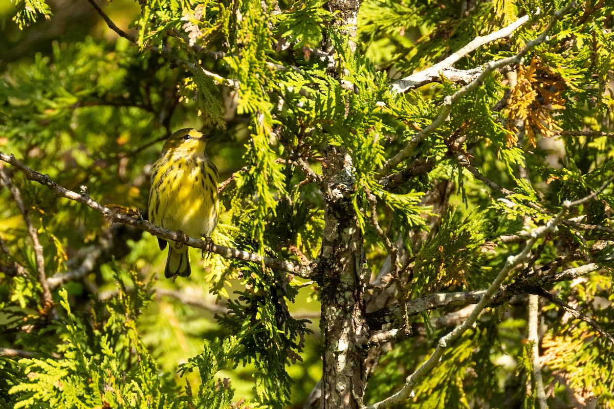 Cape May Warbler - Nancy Clermont