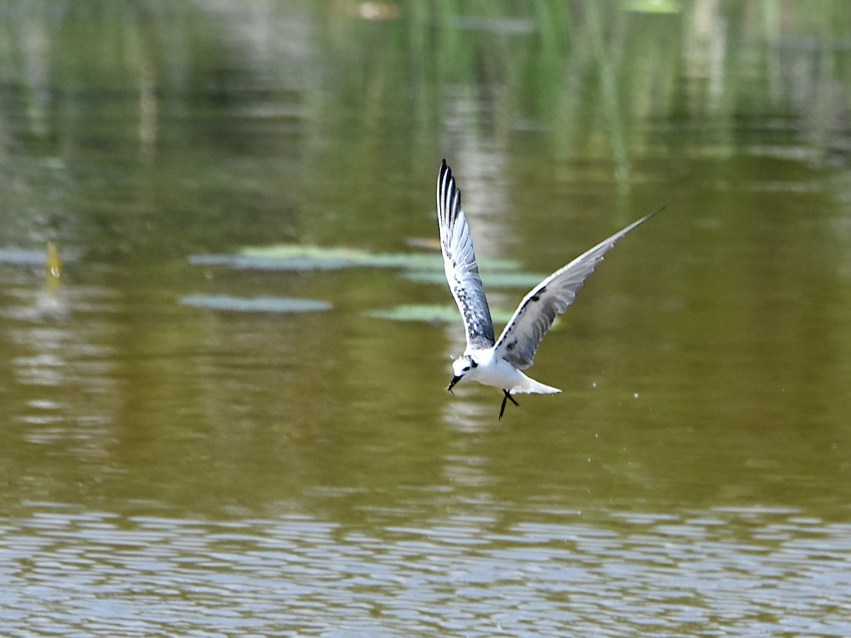 Whiskered Tern - Arup Ghosh