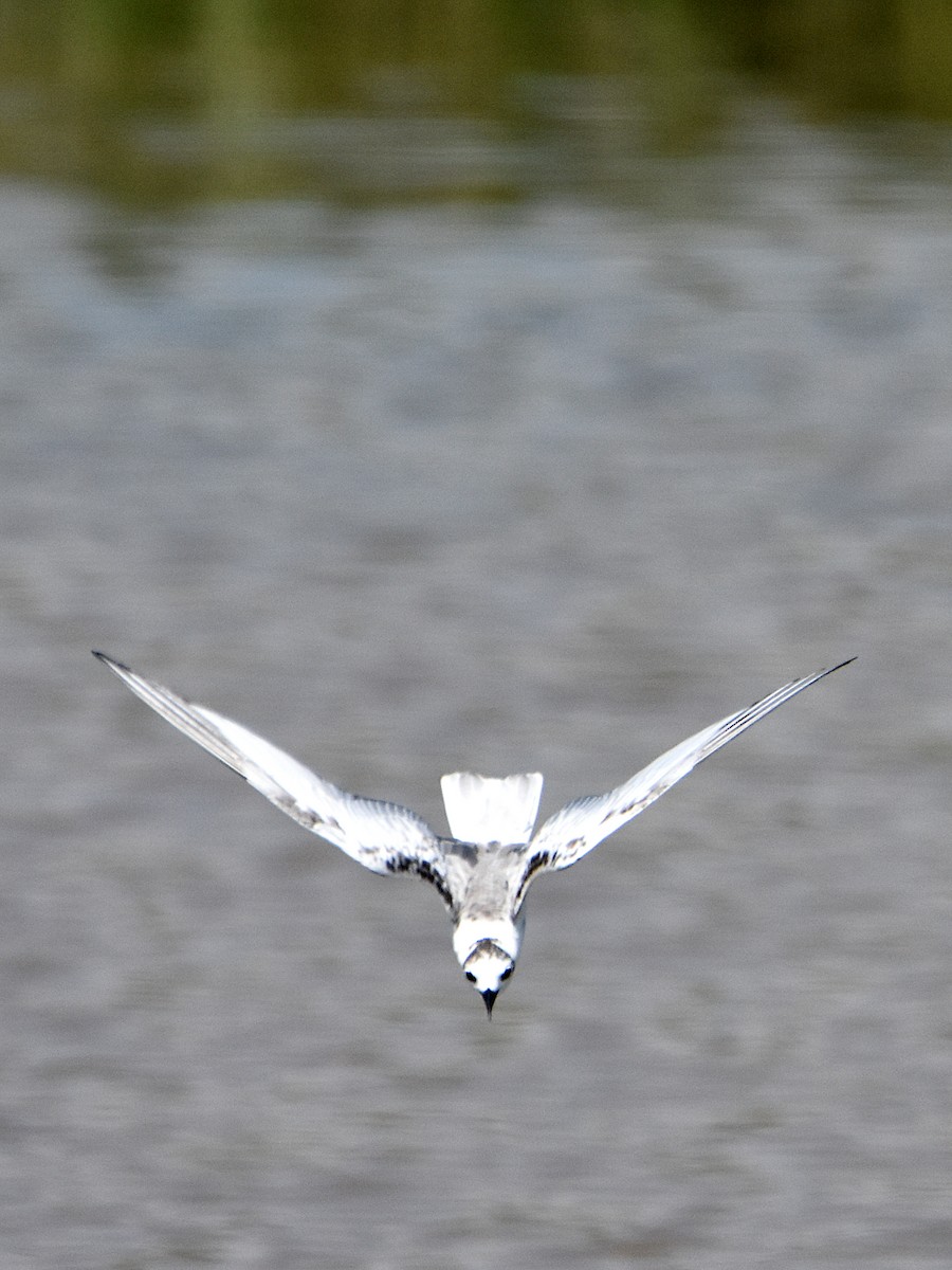 Whiskered Tern - Arup Ghosh