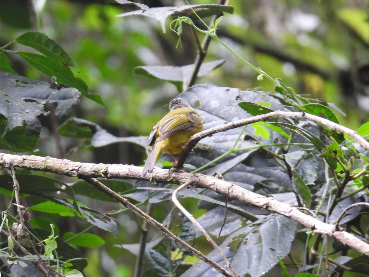 Gray-headed Canary-Flycatcher - ML623432805