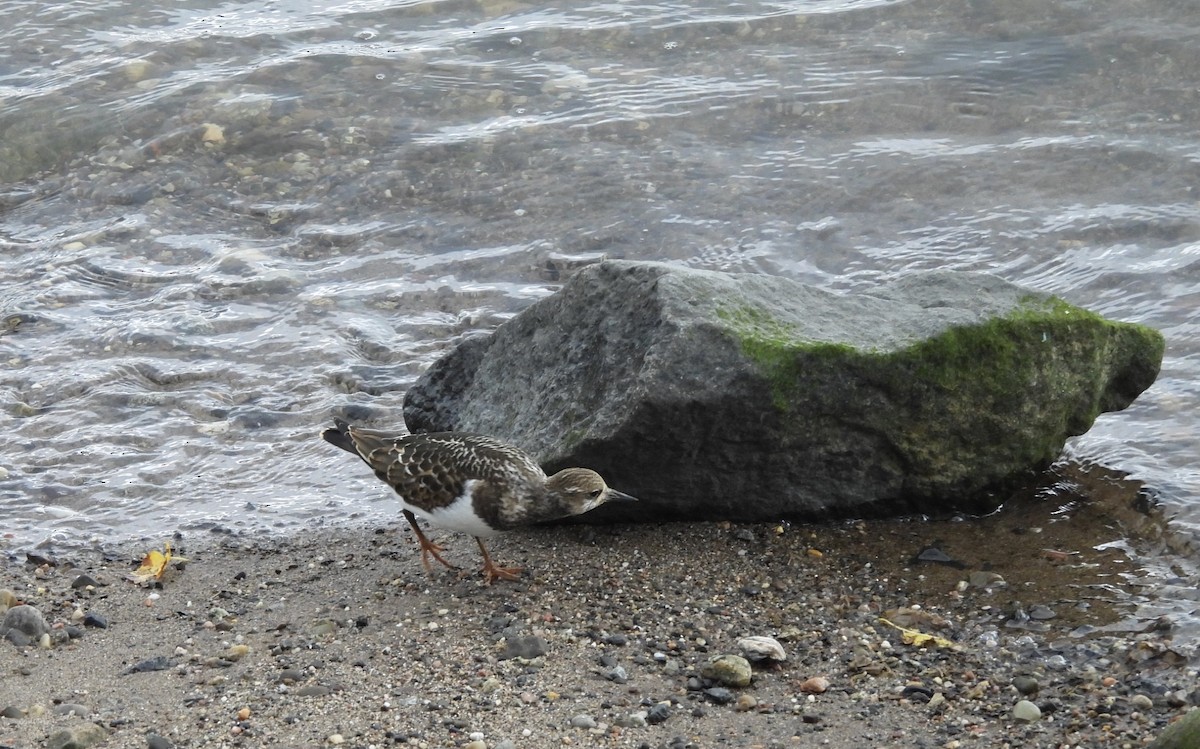 Ruddy Turnstone - Jay Luke