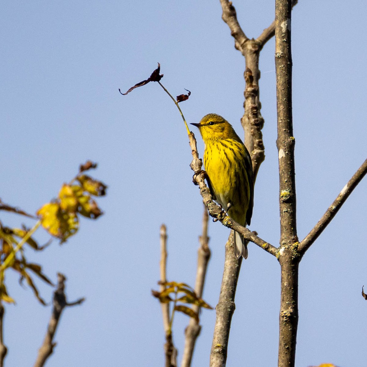 Cape May Warbler - ML623432916