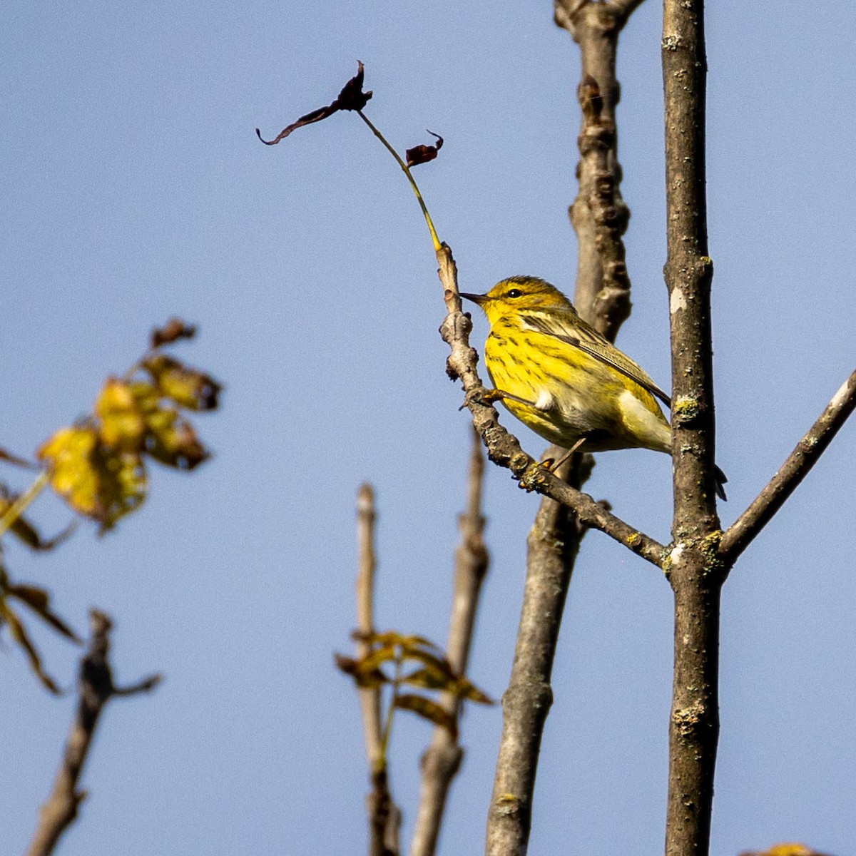 Cape May Warbler - ML623432917