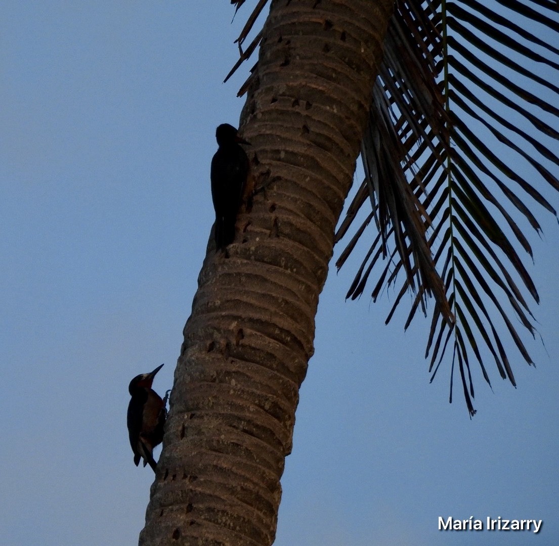 Puerto Rican Woodpecker - ML623432923