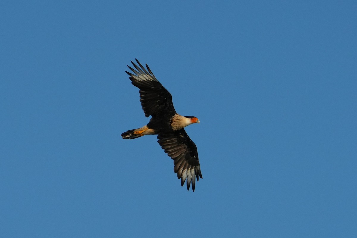 Crested Caracara (Northern) - ML623432926