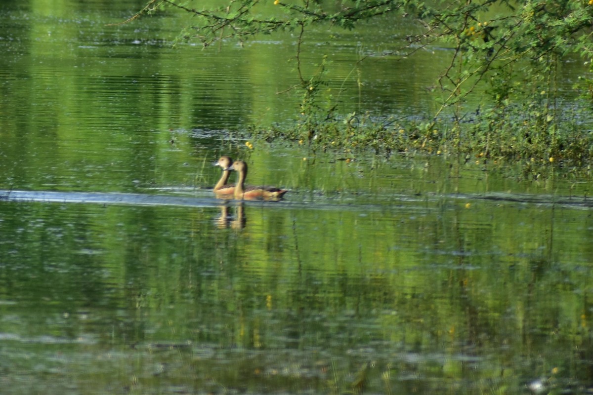 Dendrocygne siffleur - ML623432936