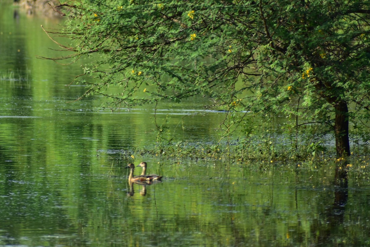 Dendrocygne siffleur - ML623432937