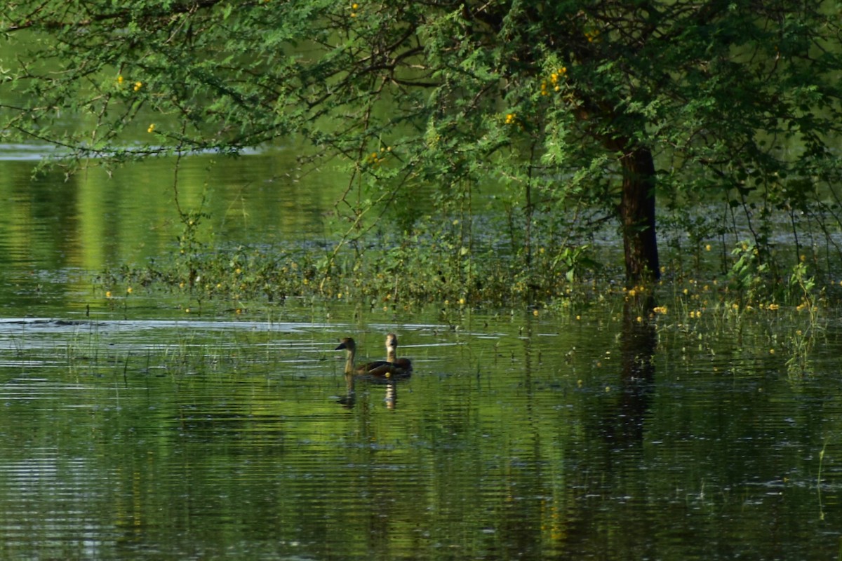 Dendrocygne siffleur - ML623432938