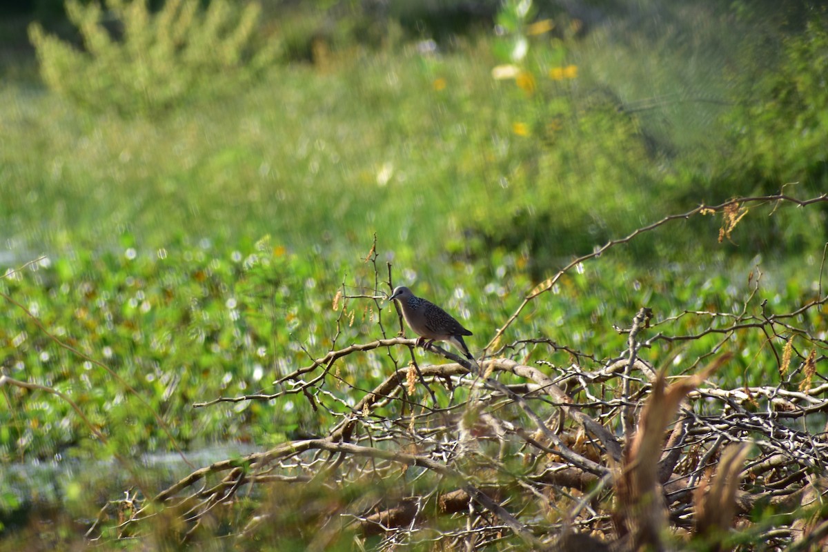 Spotted Dove - ML623432951
