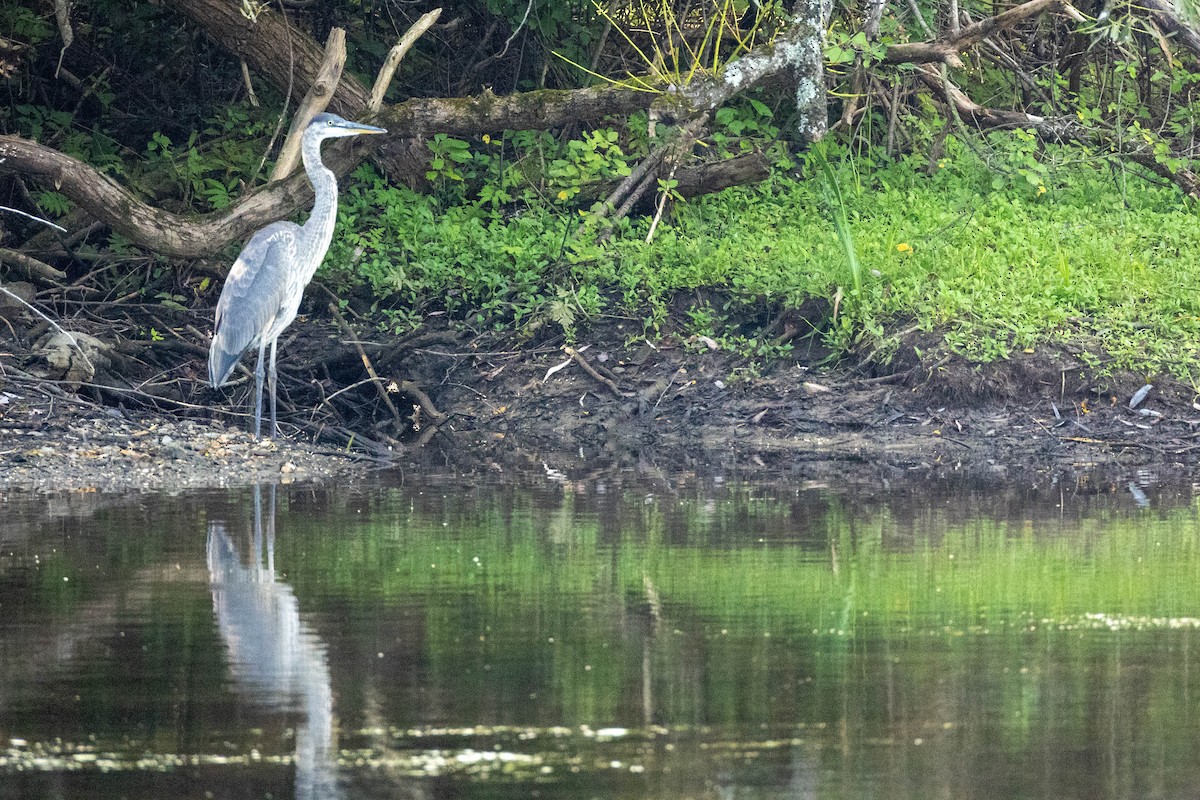 Great Blue Heron - ML623432983