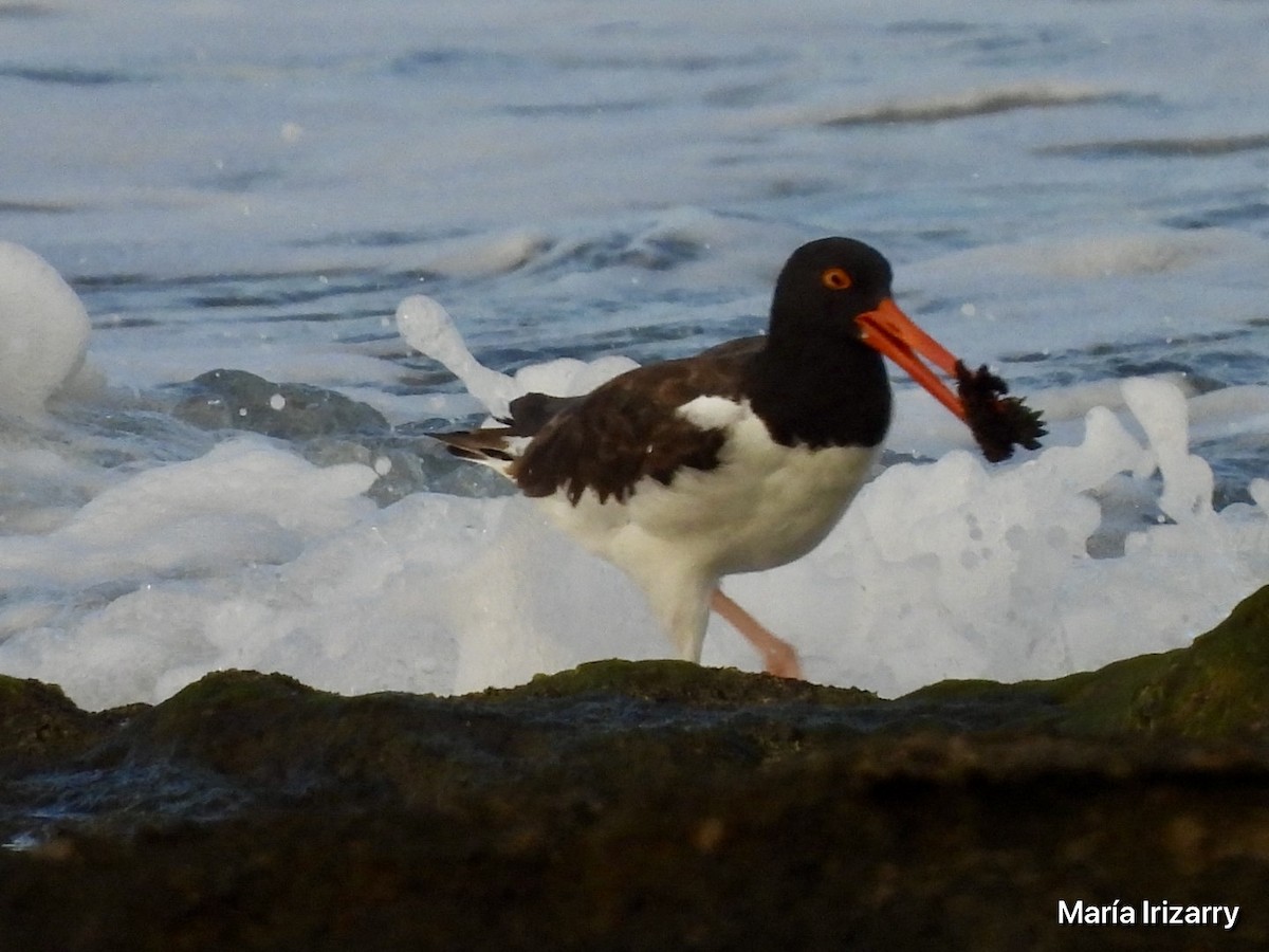 American Oystercatcher - ML623432996