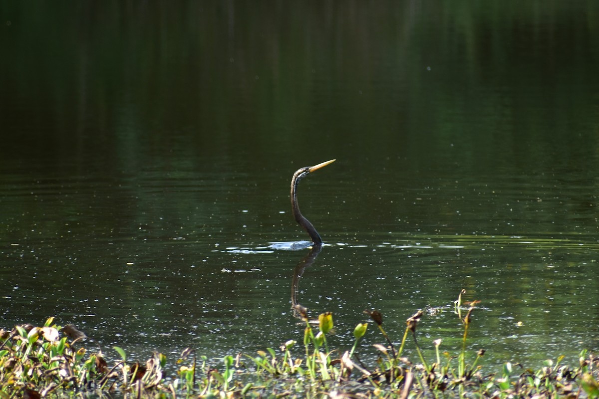 Oriental Darter - ML623433001