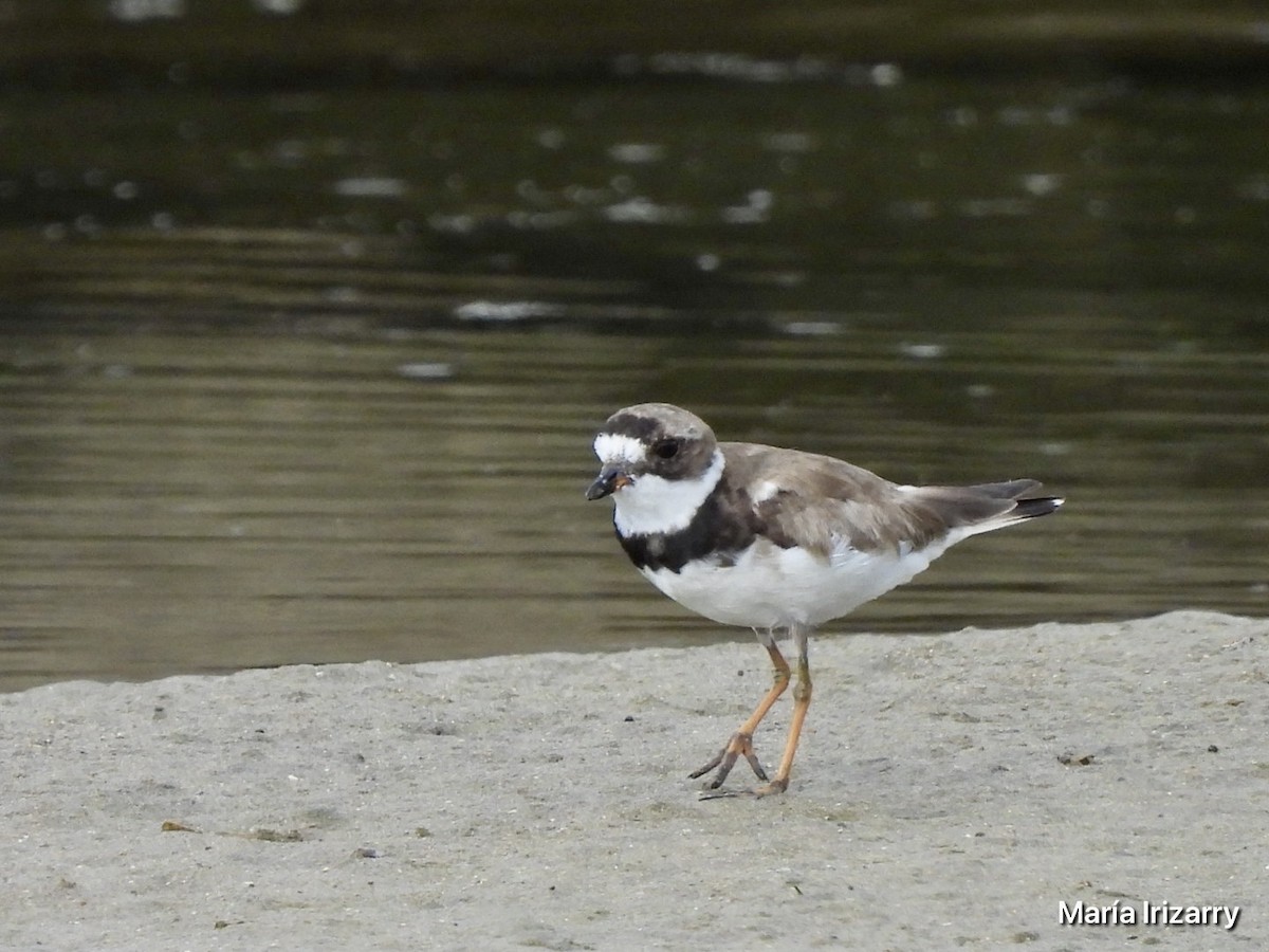 Semipalmated Plover - ML623433032