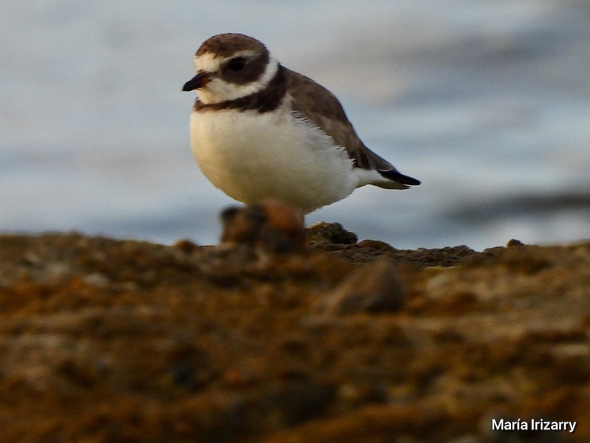 Semipalmated Plover - ML623433033