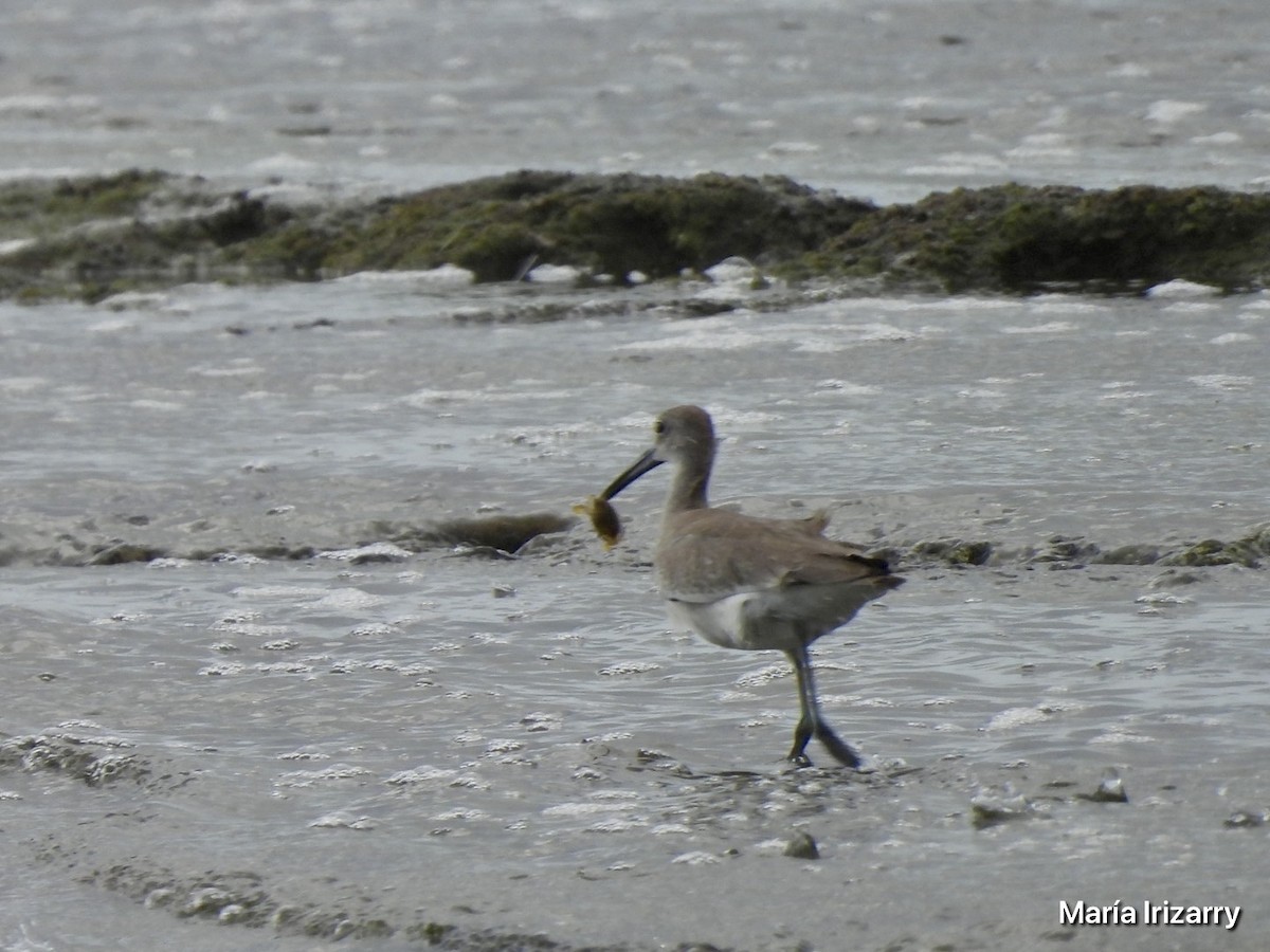 Willet - ML623433046