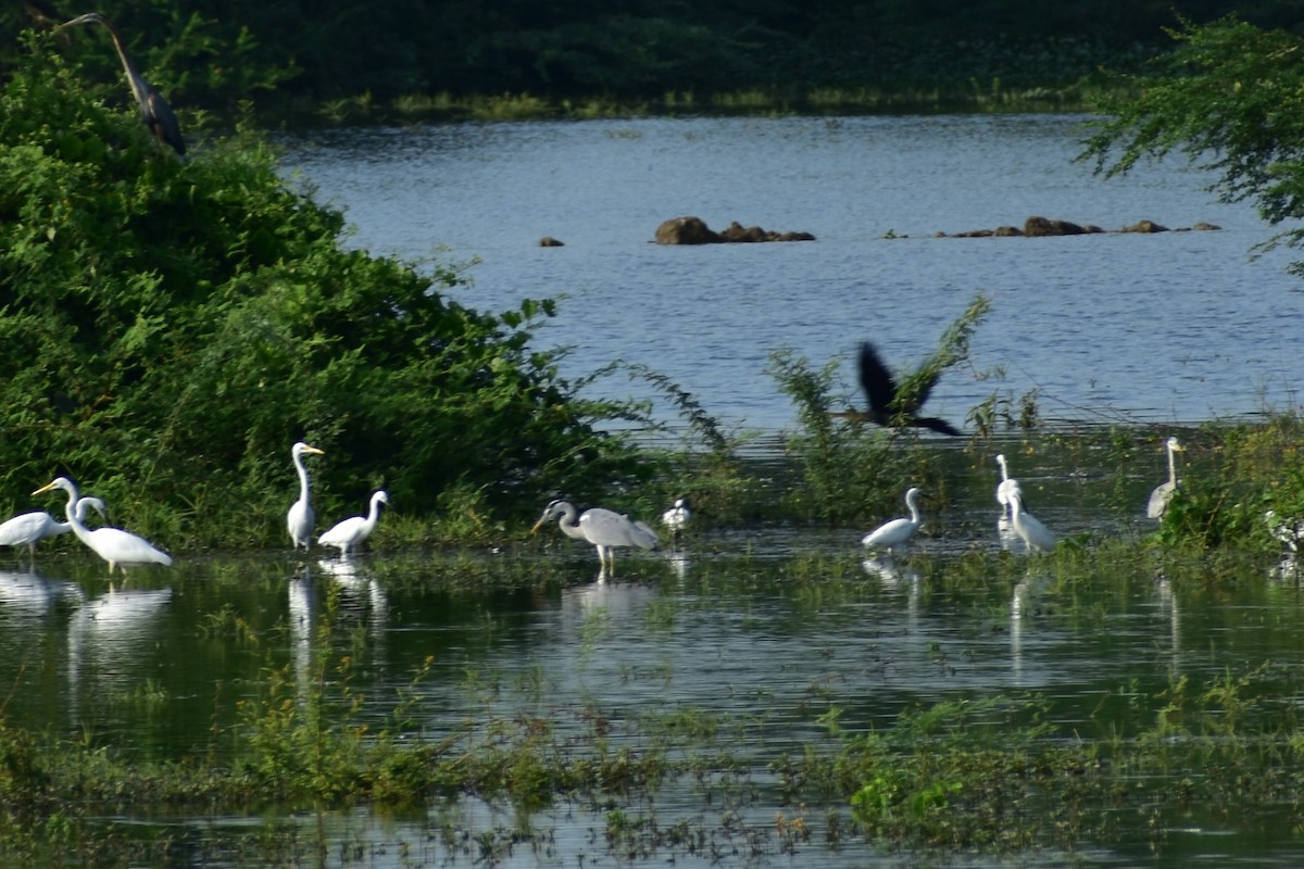 Gray Heron - ML623433058