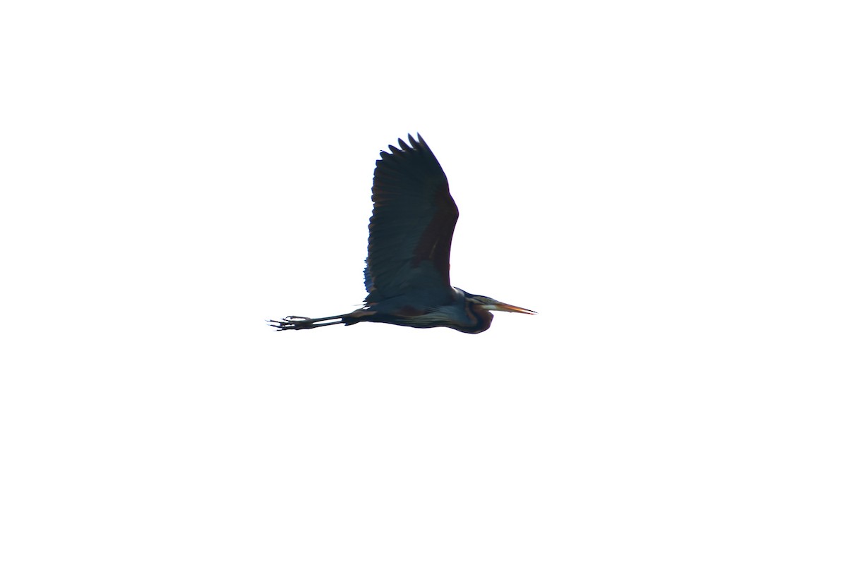 Purple Heron - ML623433062