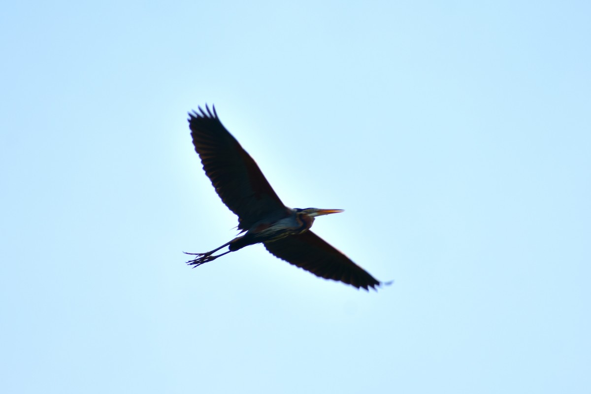 Purple Heron - ML623433063