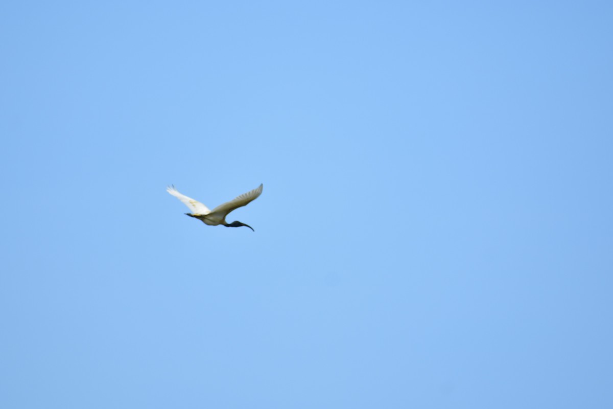 Black-headed Ibis - ML623433065