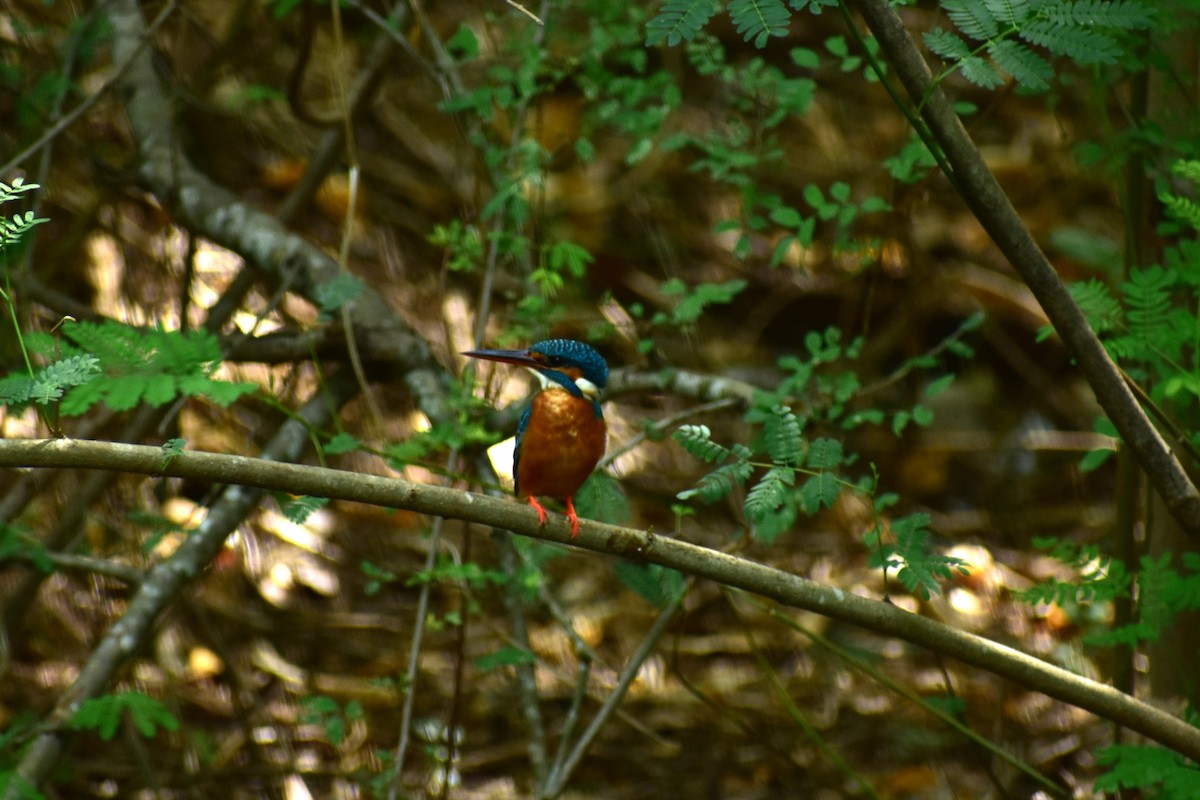 Common Kingfisher - ML623433075