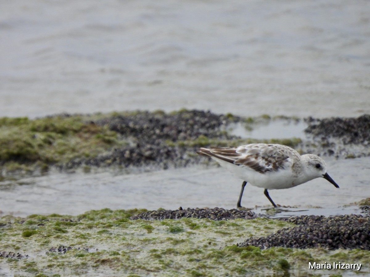 Sanderling - ML623433078