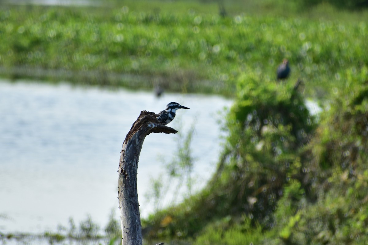 Pied Kingfisher - ML623433081