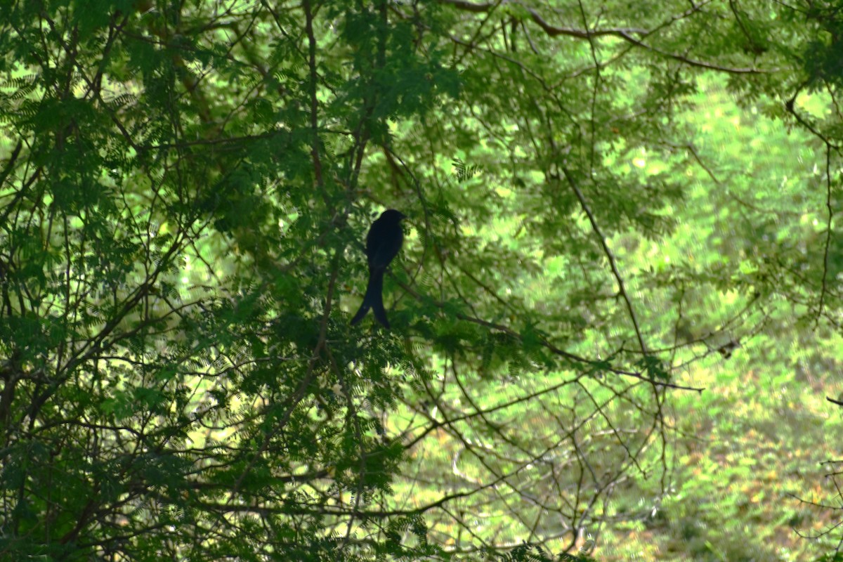 Black Drongo - ML623433089
