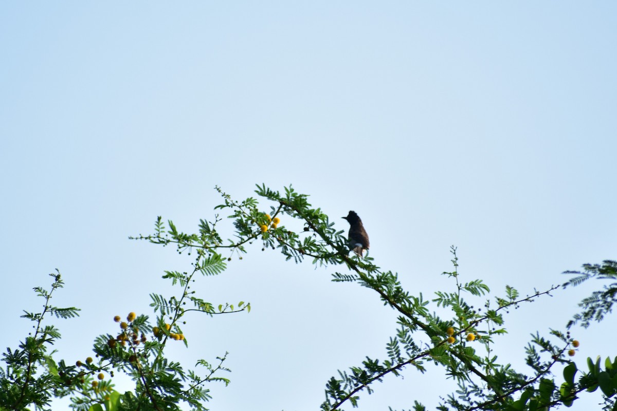 Red-vented Bulbul - ML623433103