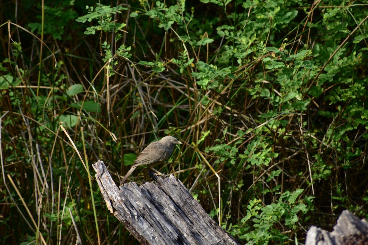 Yellow-billed Babbler - ML623433108