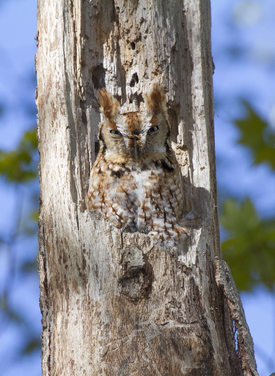 Eastern Screech-Owl - ML62343311