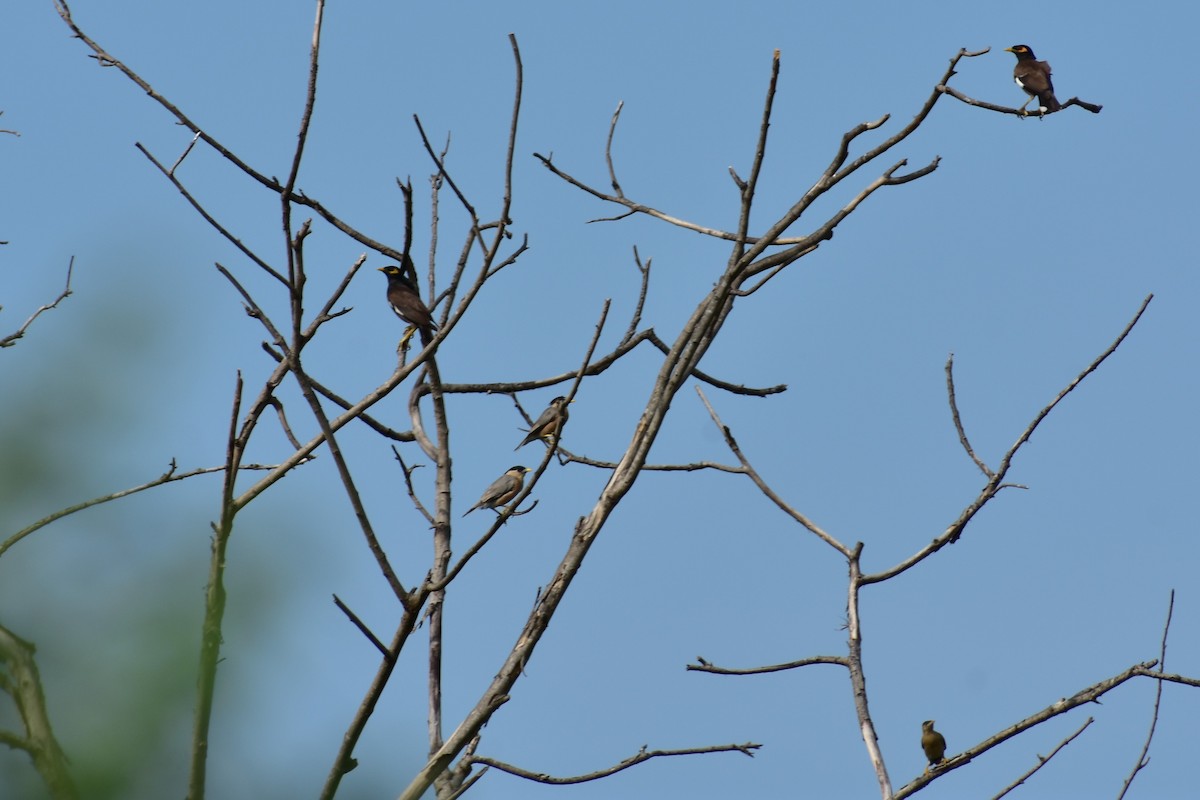 Brahminy Starling - ML623433110