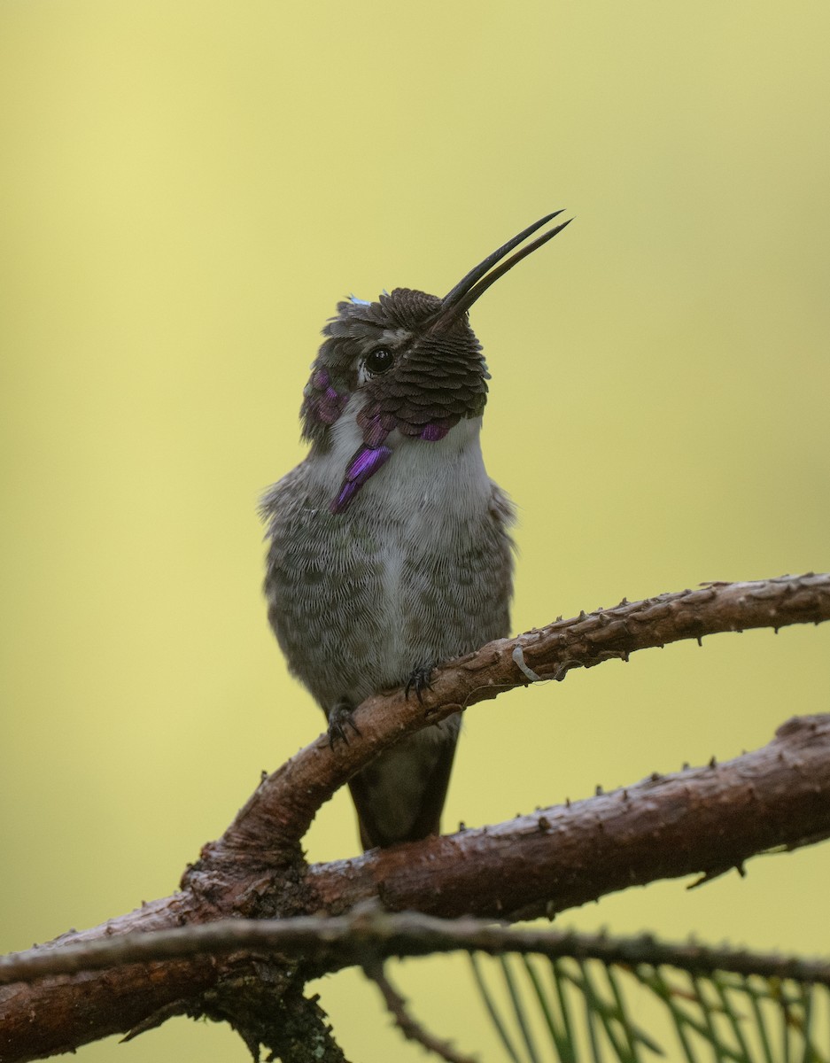 Costa's Hummingbird - ML623433111